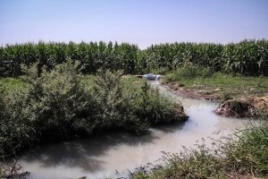 آبیاری زمین های کشاورزی حاشیه گرگان با فاضلاب